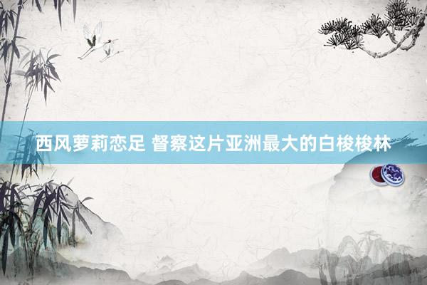 西风萝莉恋足 督察这片亚洲最大的白梭梭林